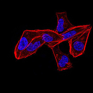 ALDH6A1 Antibody in Immunocytochemistry (ICC/IF)