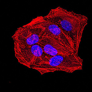 APC10 Antibody in Immunocytochemistry (ICC/IF)