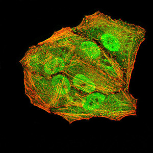 APC10 Antibody in Immunocytochemistry (ICC/IF)