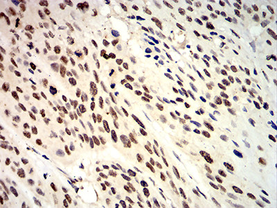 APC10 Antibody in Immunohistochemistry (Paraffin) (IHC (P))