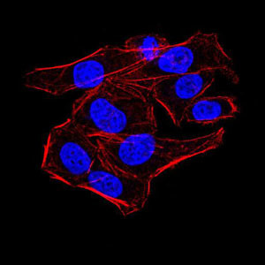 KDM1B Antibody in Immunocytochemistry (ICC/IF)