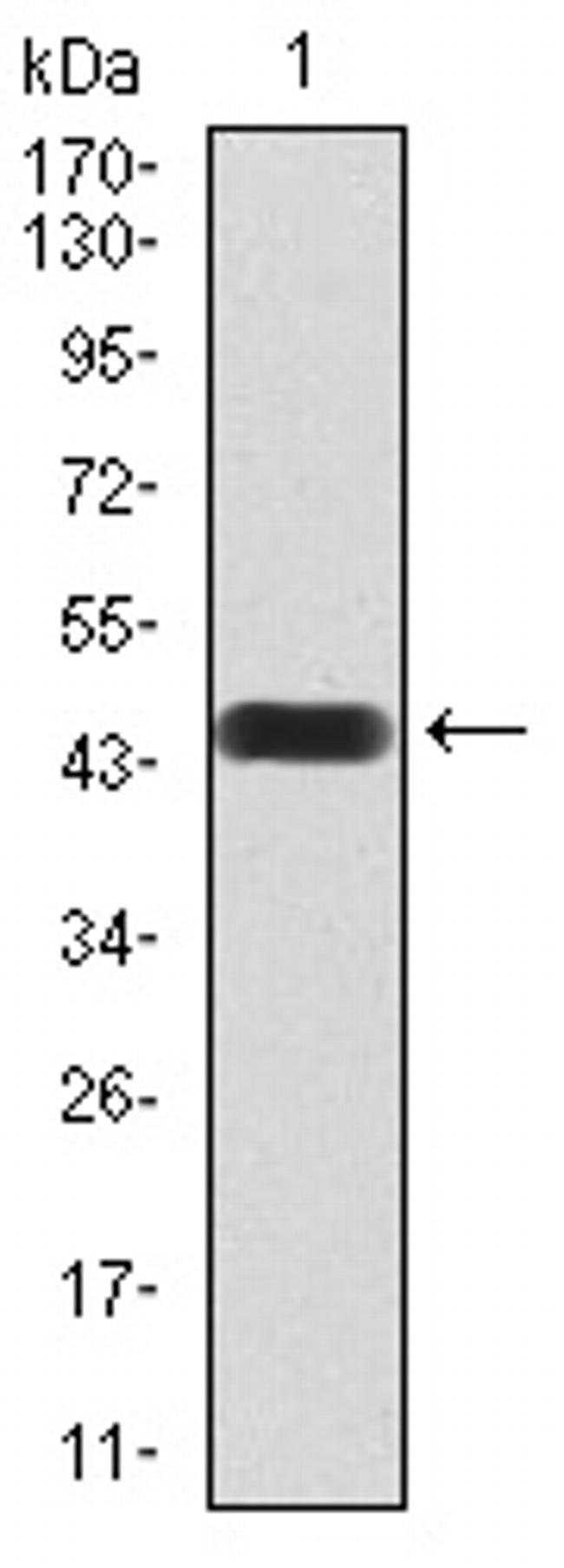 ATF3 Antibody in Western Blot (WB)