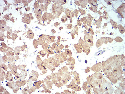 ATG13 Antibody in Immunohistochemistry (Paraffin) (IHC (P))