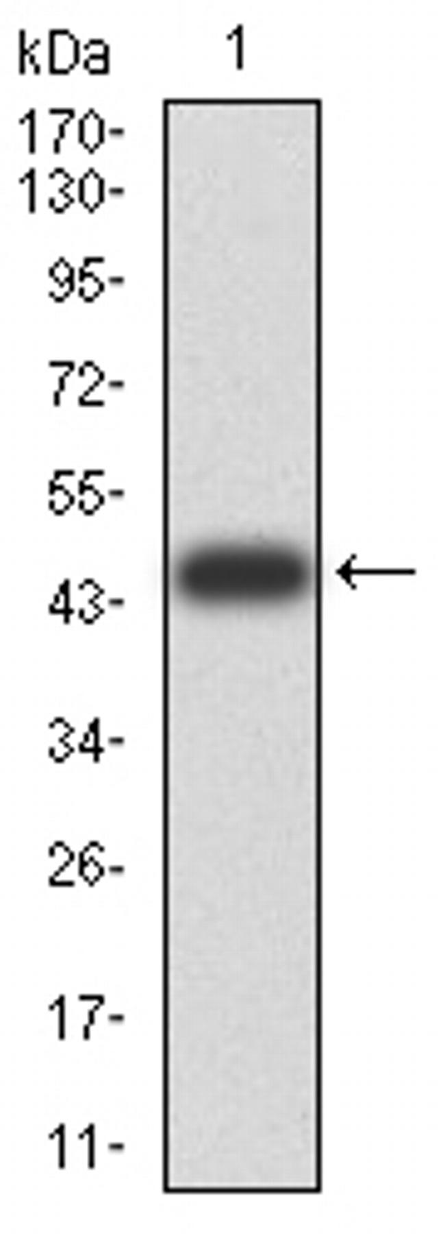 ATG13 Antibody in Western Blot (WB)