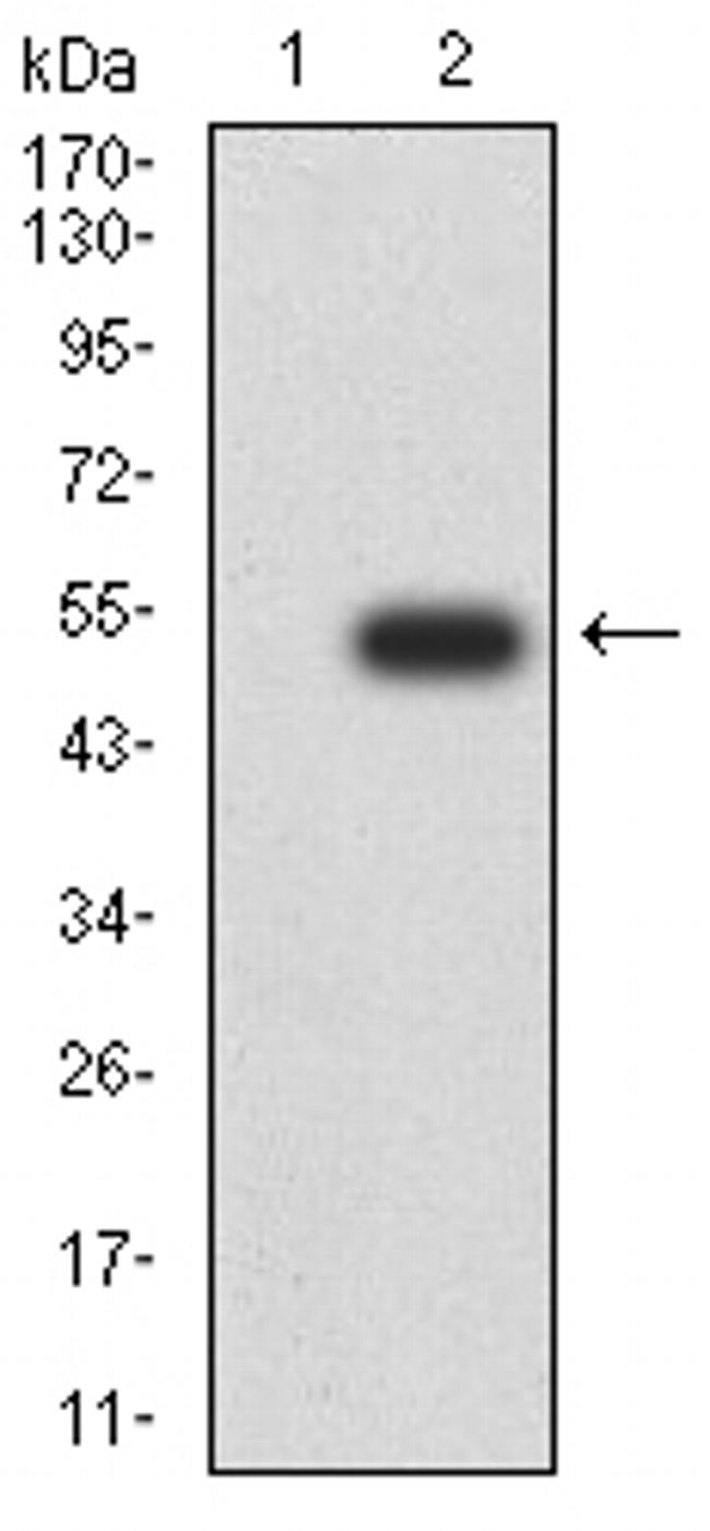 ATG13 Antibody in Western Blot (WB)