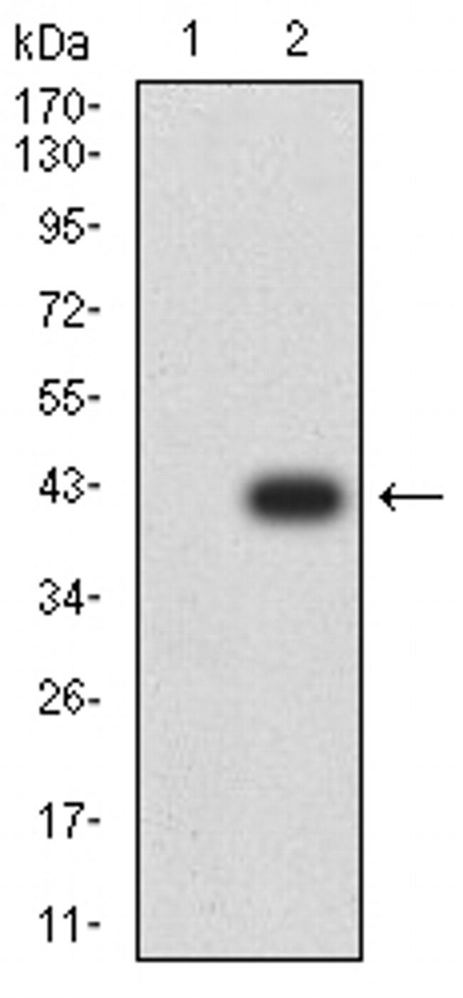 ATG2A Antibody in Western Blot (WB)