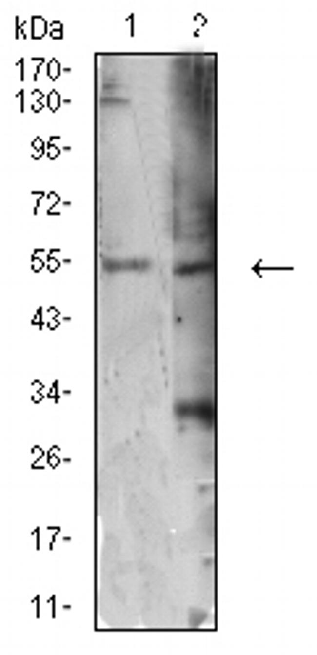 ATG4C Antibody in Western Blot (WB)