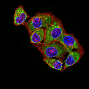 ATPIF1 Antibody in Immunocytochemistry (ICC/IF)