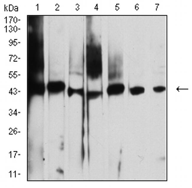 AUP1 Antibody in Western Blot (WB)