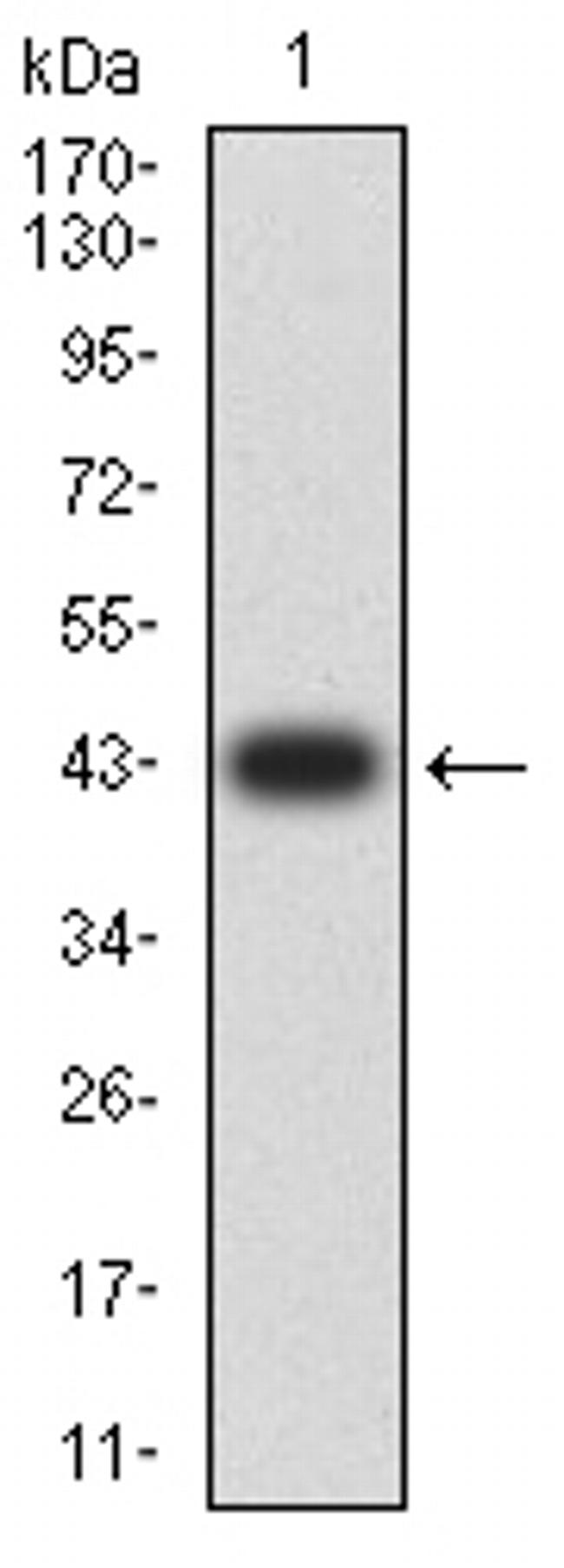 Bcl-B Antibody in Western Blot (WB)