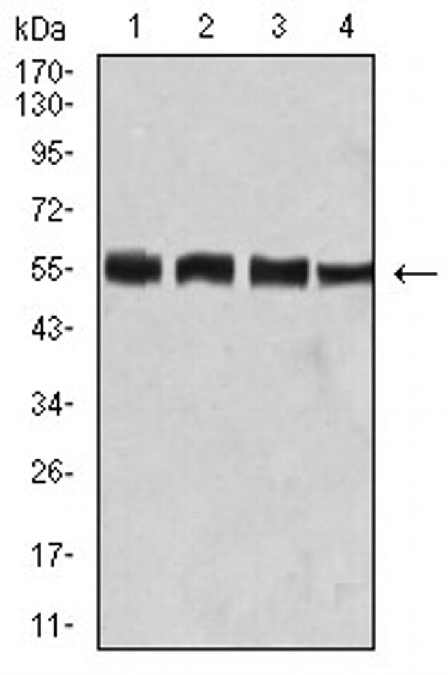 BIN1 Antibody in Western Blot (WB)