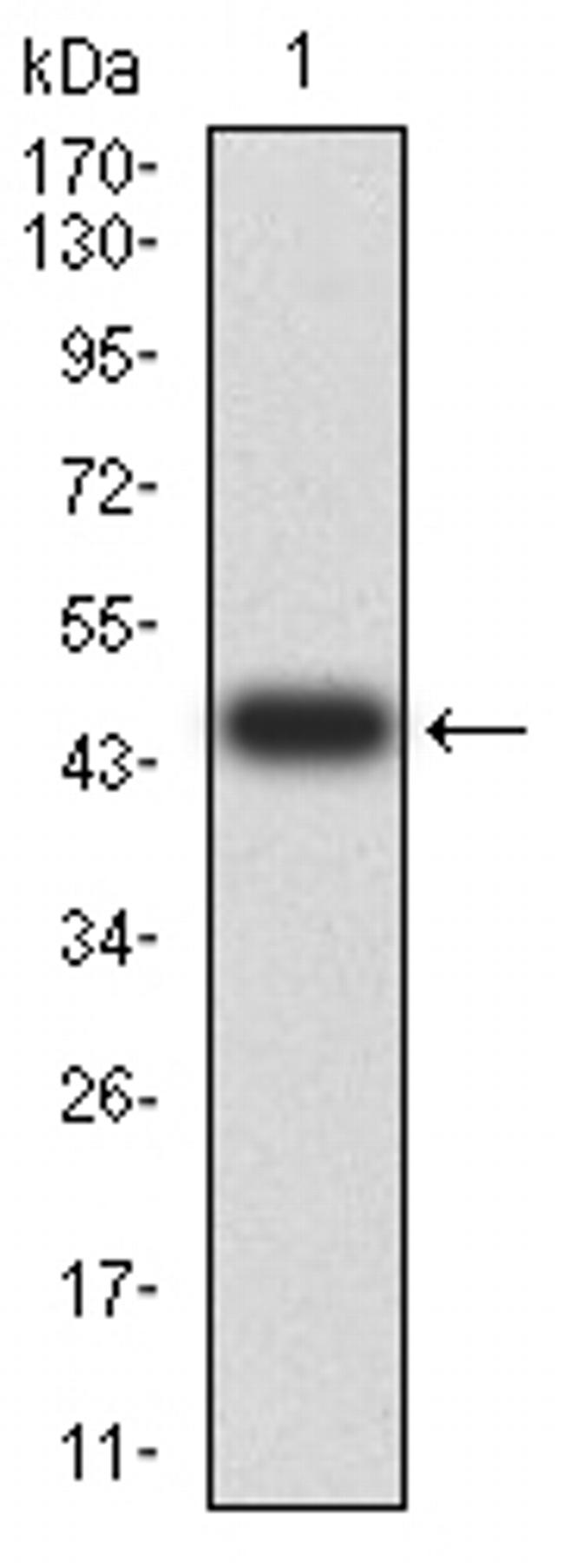 BIN1 Antibody in Western Blot (WB)