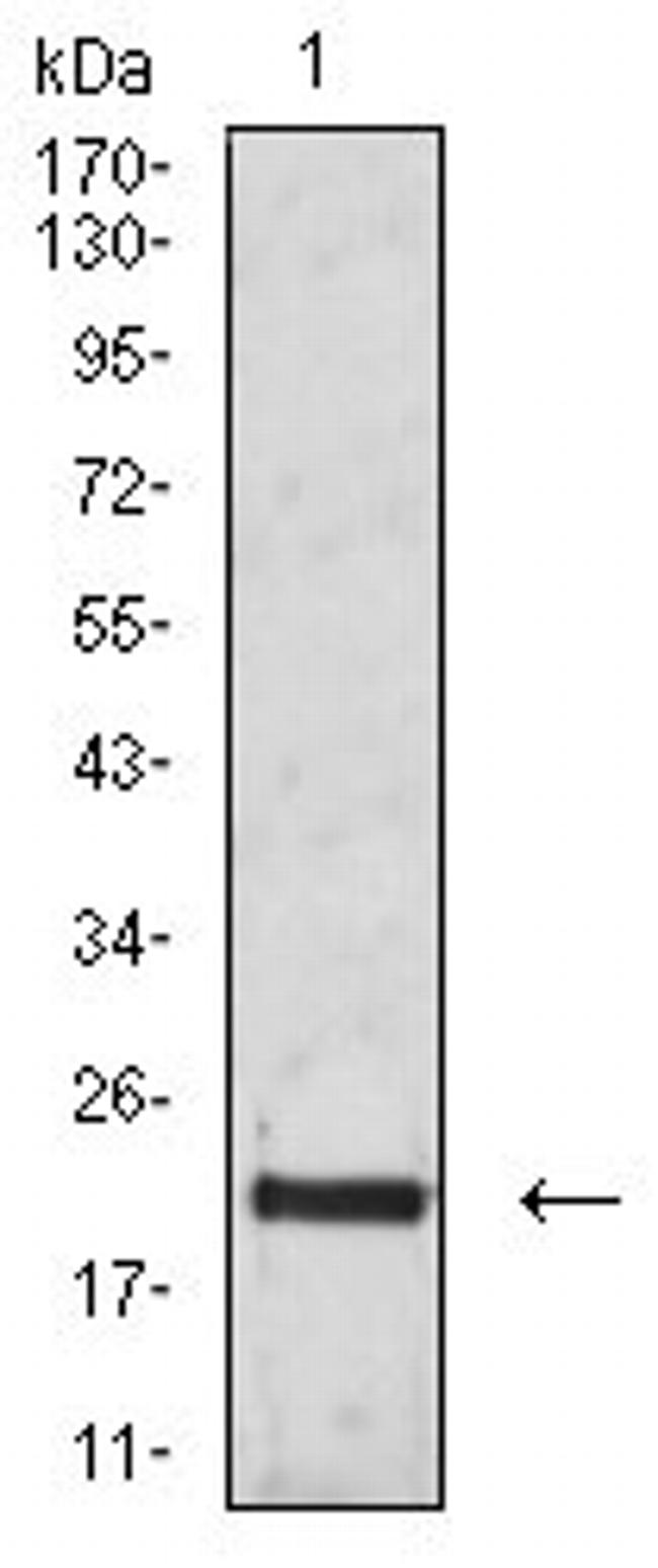 CD3g Antibody in Western Blot (WB)