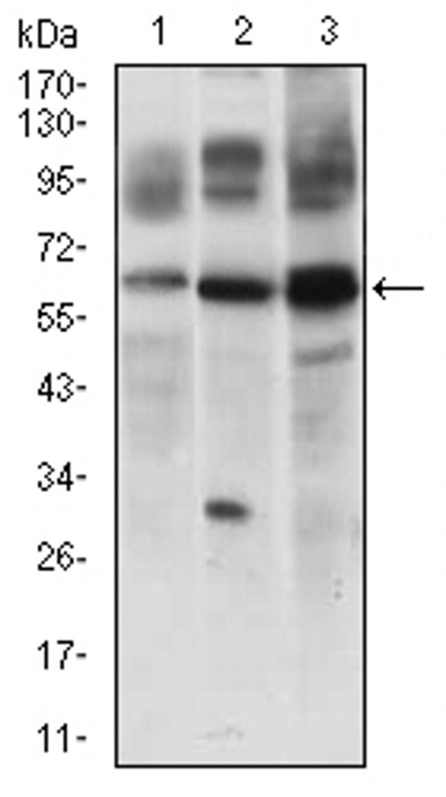 FLIP Antibody in Western Blot (WB)