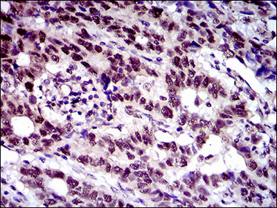 FLIP Antibody in Immunohistochemistry (Paraffin) (IHC (P))