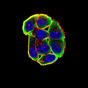 CHRNA3 Antibody in Immunocytochemistry (ICC/IF)