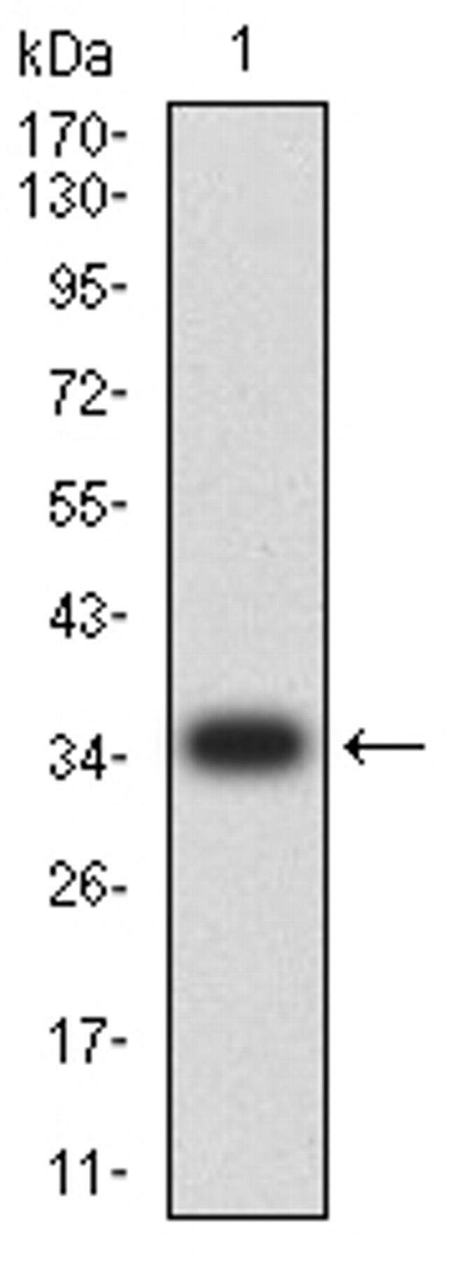 CIRBP Antibody in Western Blot (WB)