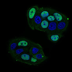 CTNNBL1 Antibody in Immunocytochemistry (ICC/IF)