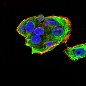 Gemin 3 Antibody in Immunocytochemistry (ICC/IF)