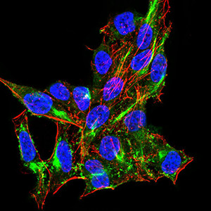 RIG-I Antibody in Immunocytochemistry (ICC/IF)