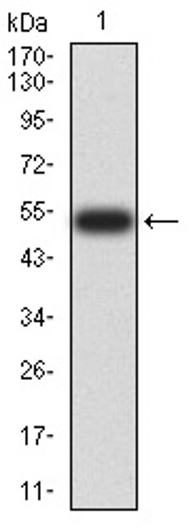 DNMT3L Antibody in Western Blot (WB)