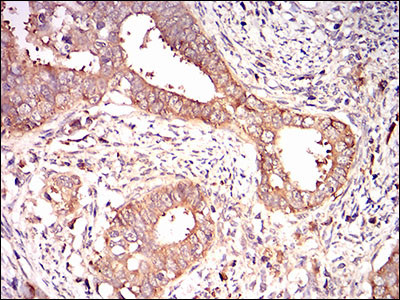 EIF2A Antibody in Immunohistochemistry (Paraffin) (IHC (P))