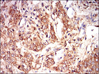 EIF2A Antibody in Immunohistochemistry (Paraffin) (IHC (P))