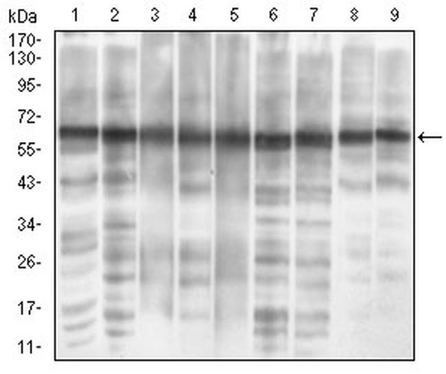 EIF2A Antibody in Western Blot (WB)