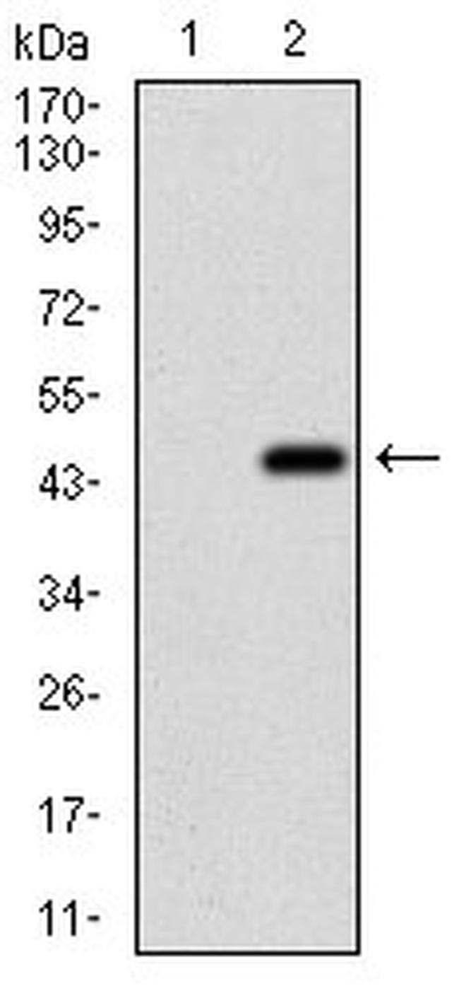 EIF2A Antibody in Western Blot (WB)