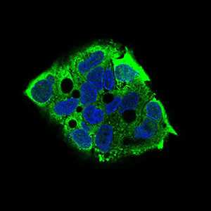 EIF2A Antibody in Immunocytochemistry (ICC/IF)