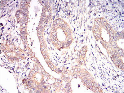 EIF2A Antibody in Immunohistochemistry (Paraffin) (IHC (P))