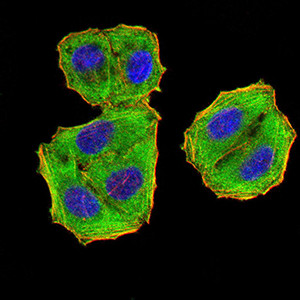 eIF5 Antibody in Immunocytochemistry (ICC/IF)