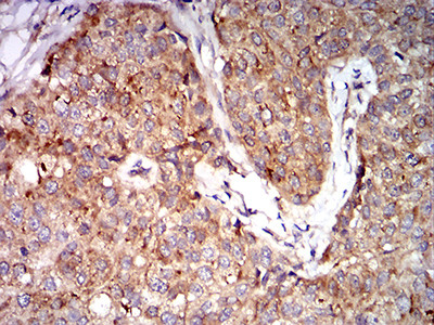 eIF5 Antibody in Immunohistochemistry (Paraffin) (IHC (P))