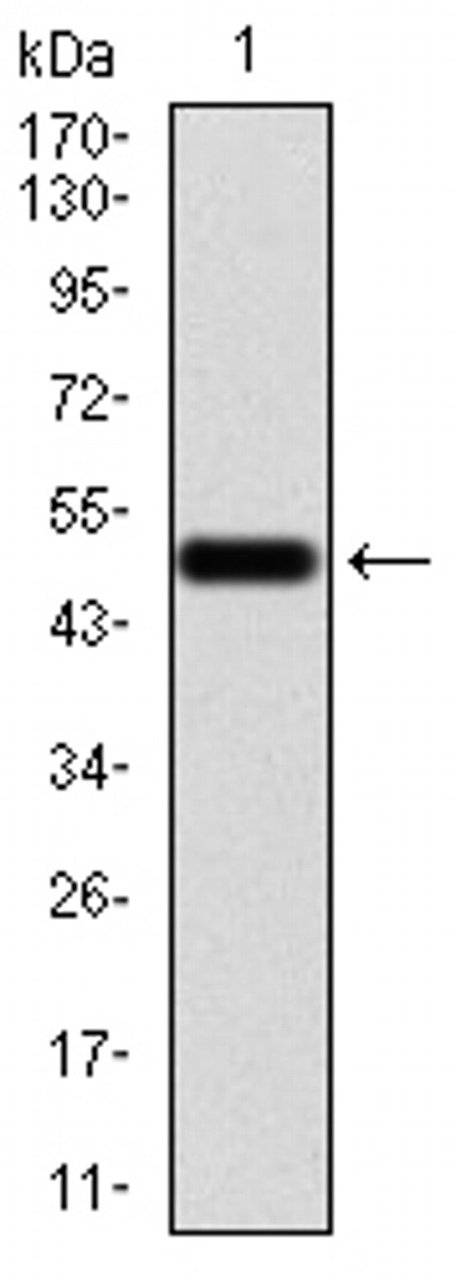 Emerin Antibody in Western Blot (WB)