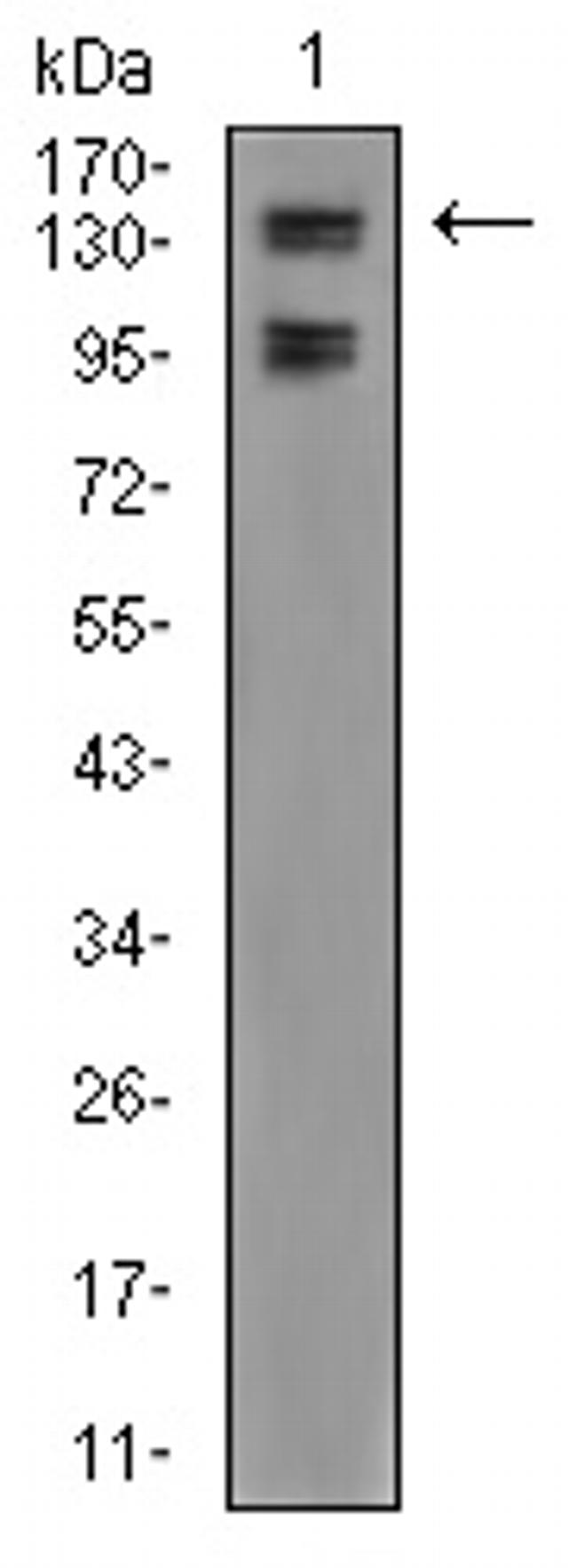 FBXL10 Antibody in Western Blot (WB)