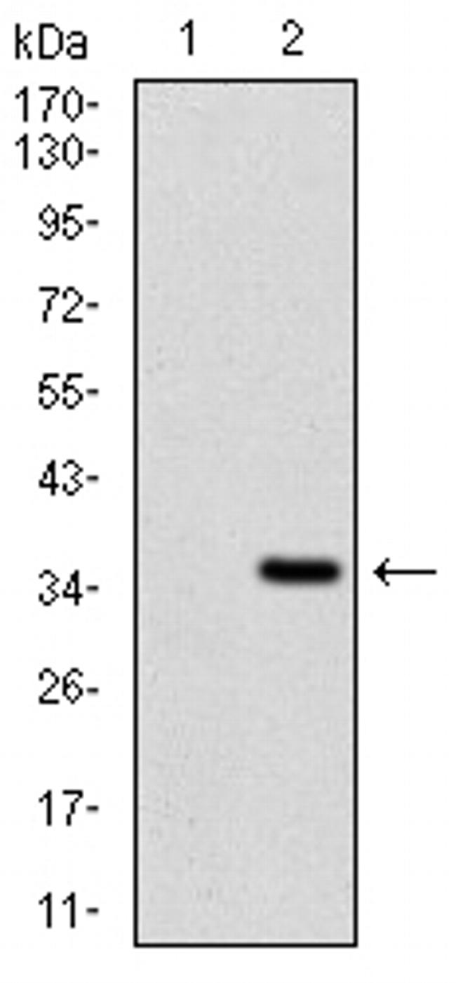 FGF4 Antibody in Western Blot (WB)