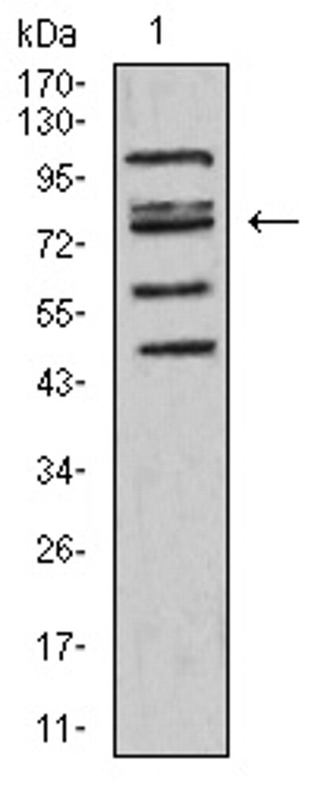 FOXP2 Antibody in Western Blot (WB)