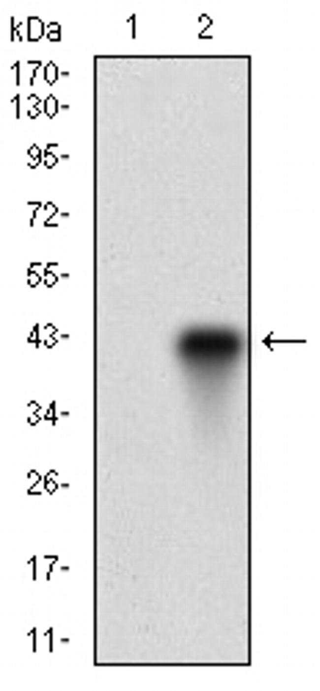 FUT4 Antibody in Western Blot (WB)