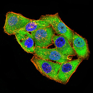 GRIK4 Antibody in Immunocytochemistry (ICC/IF)