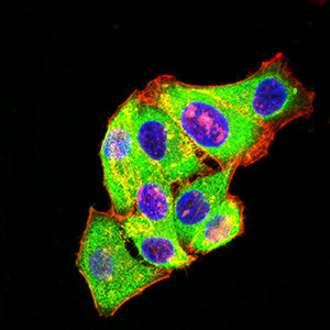 mGluR3 Antibody in Immunocytochemistry (ICC/IF)