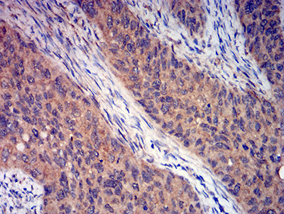 mGluR3 Antibody in Immunohistochemistry (Paraffin) (IHC (P))