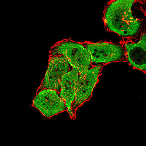 mGluR7 Antibody in Immunocytochemistry (ICC/IF)