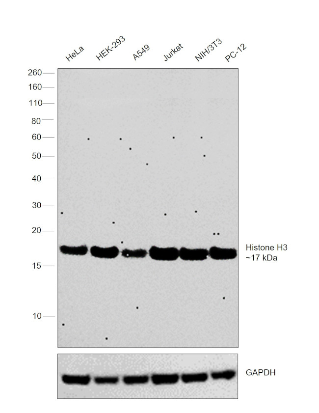 Histone H3 Antibody in Western Blot (WB)