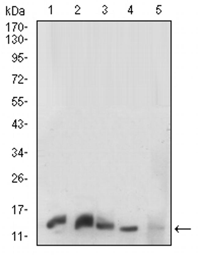 Histone H3 Antibody in Western Blot (WB)