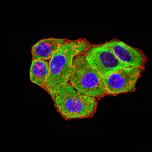 HTR3A Antibody in Immunocytochemistry (ICC/IF)