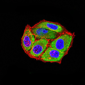 HTR3B Antibody in Immunocytochemistry (ICC/IF)