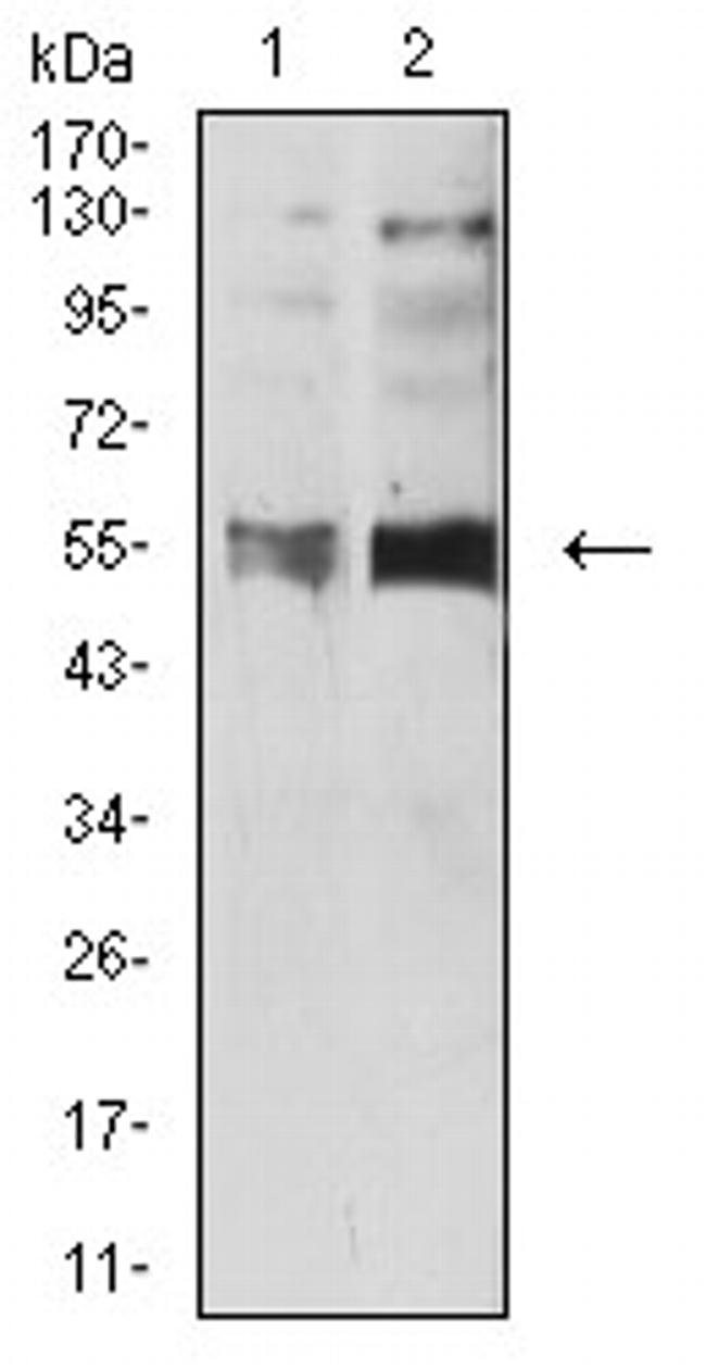 HTR3B Antibody in Western Blot (WB)