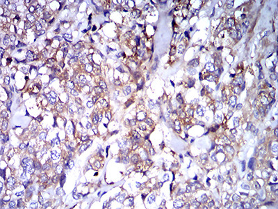 IGHA1 Antibody in Immunohistochemistry (Paraffin) (IHC (P))