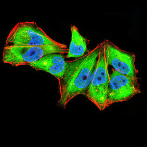 IL1RAPL1 Antibody in Immunocytochemistry (ICC/IF)