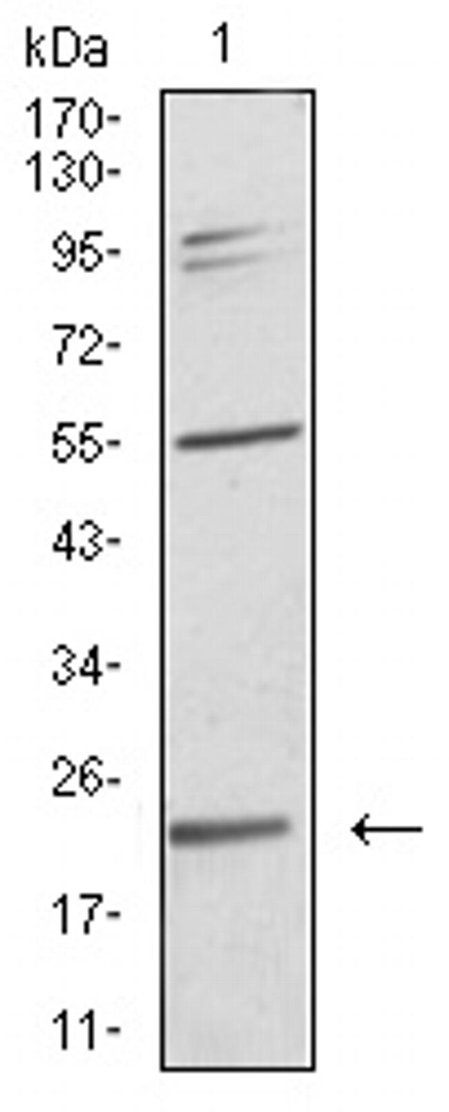 IL-28A Antibody in Western Blot (WB)